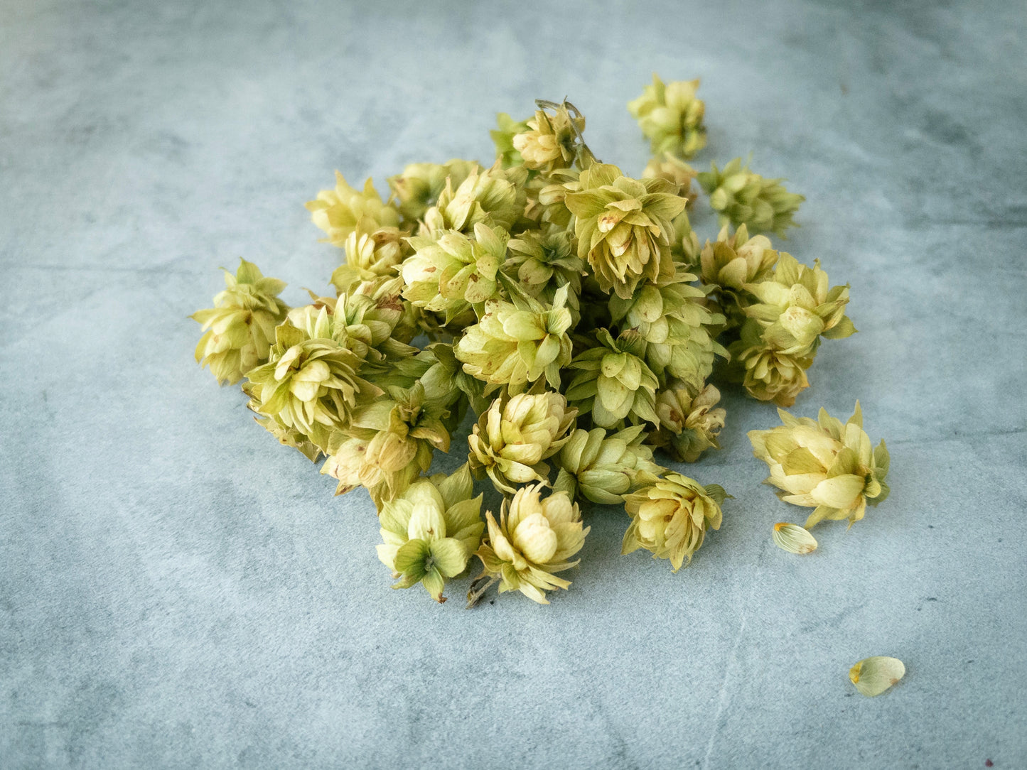 Hops Flowers