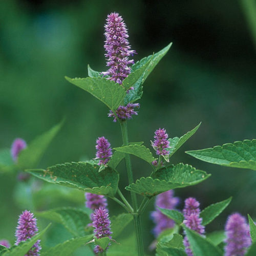 Anise Hyssop Tops
