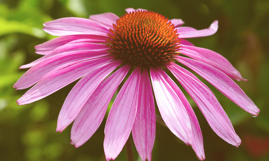 Echinacea (Leaf and Flower)