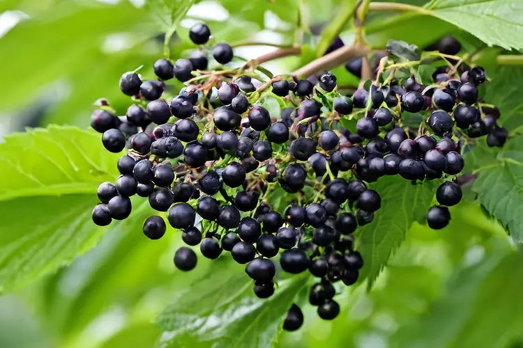 Elder (Berries)