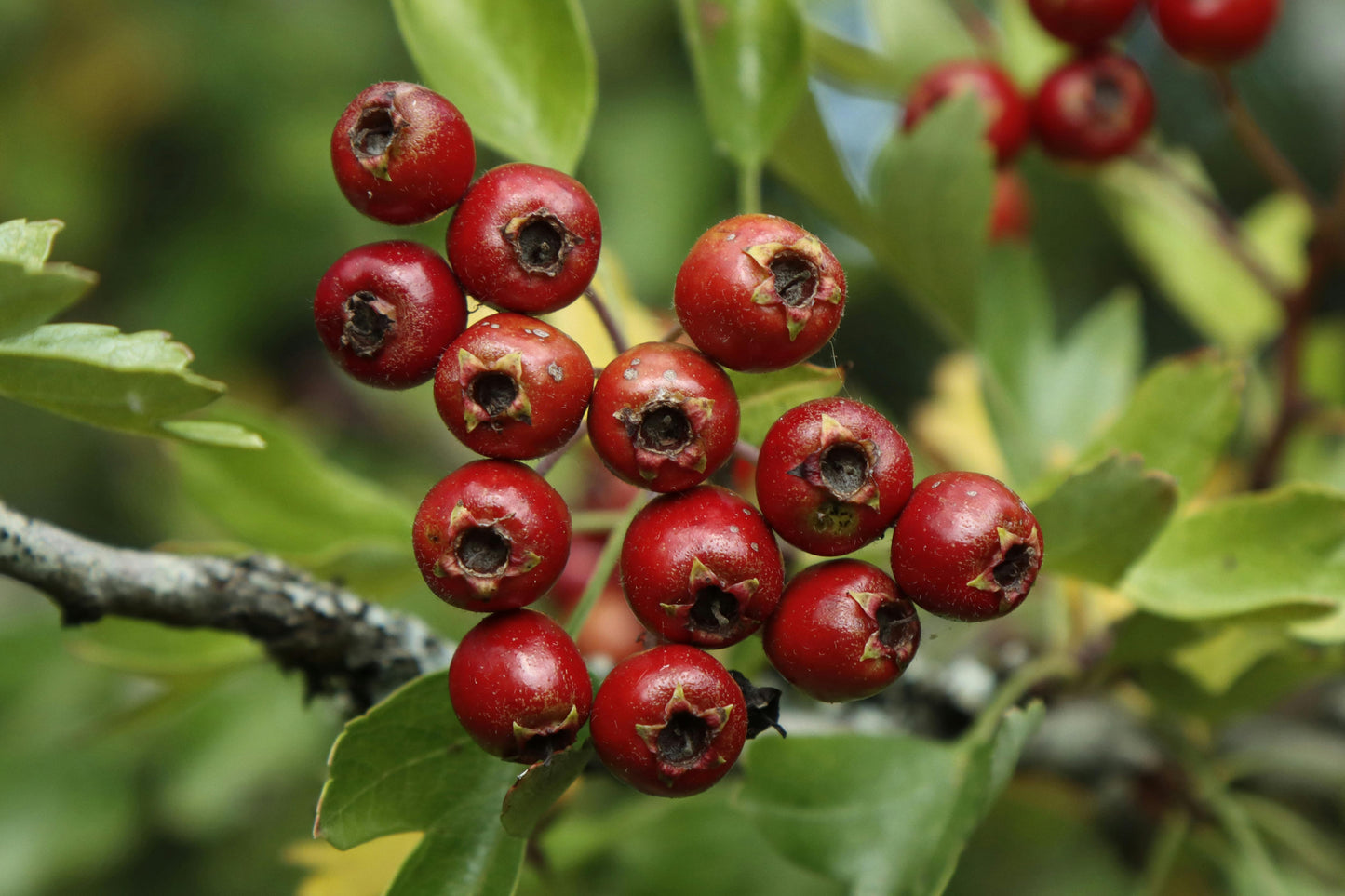 Hawthorn (Haws/Berries)