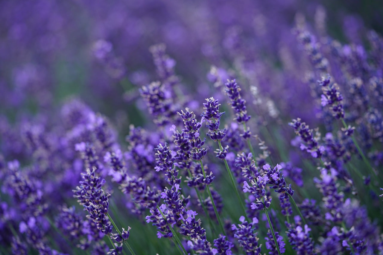 Lavender (Buds)