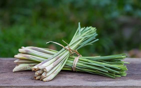 Lemongrass 1 oz.