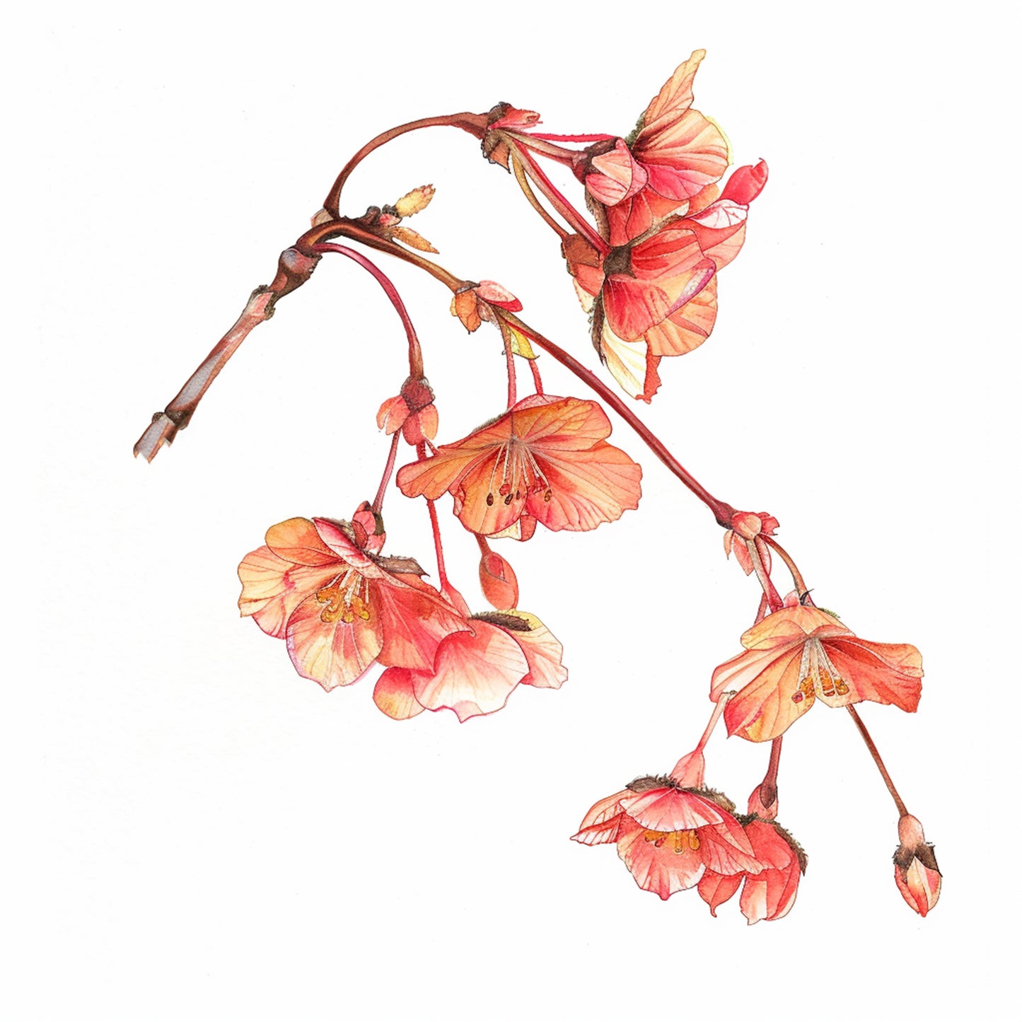 Spring Trees Notecards