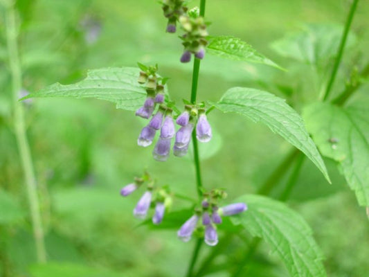 Skullcap
