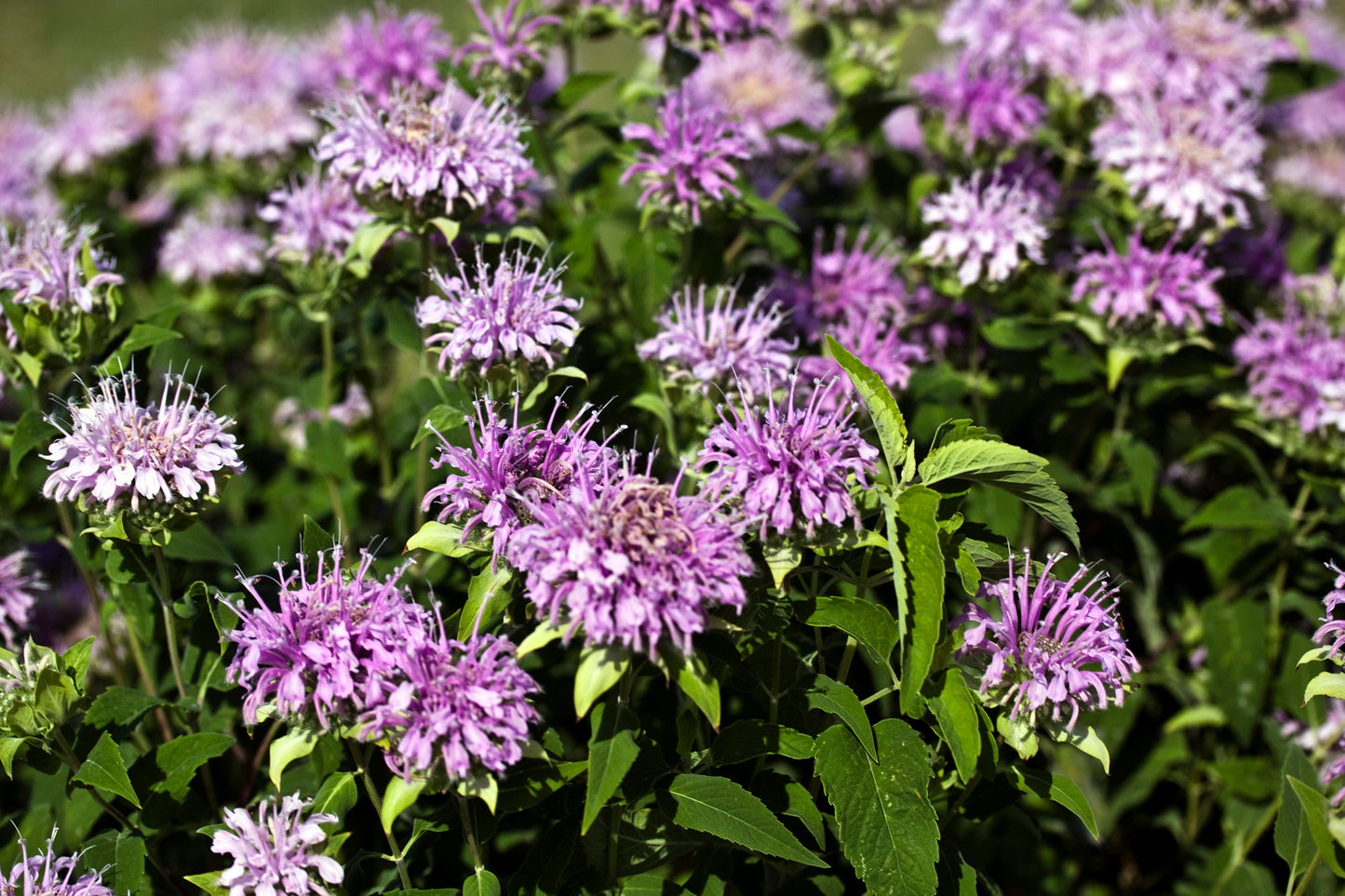 Wild Bergamot