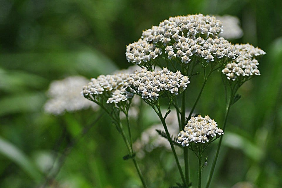 Yarrow