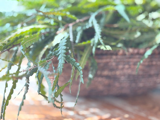 Harvesting Sweet Fern (Comptonia peregrina): A Native Healer of Soil and Spirit