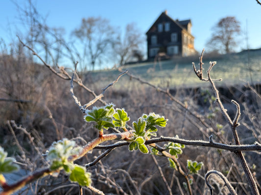 A clear cold morning on the farm, there is frost on the leaves of a rosebush, in the distance the farmhouse