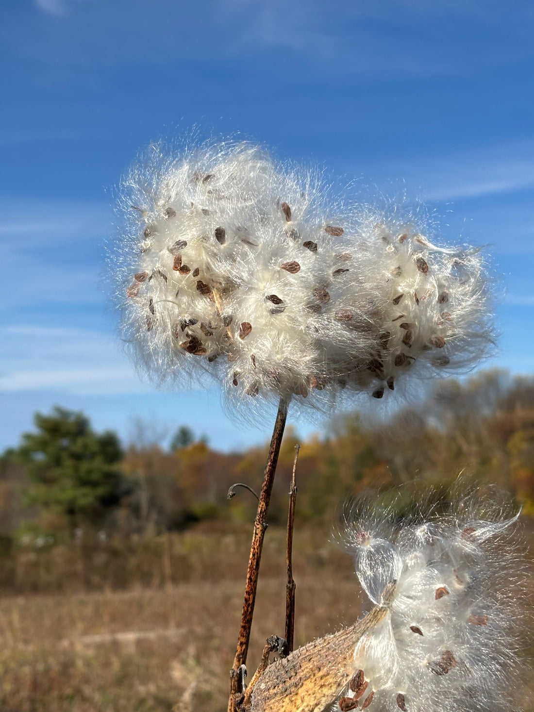 Milkweed pappi floating on the breeze, symbolizing renewal and hope at Renaissance Farms.