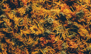 Bulk Herbs