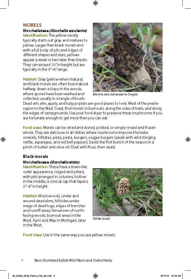 Edible Wild Plants & Useful Herbs