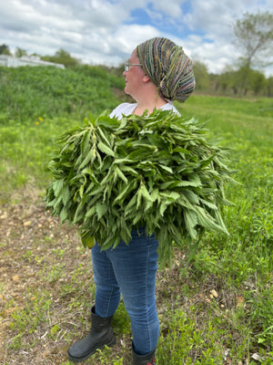 Nettle
