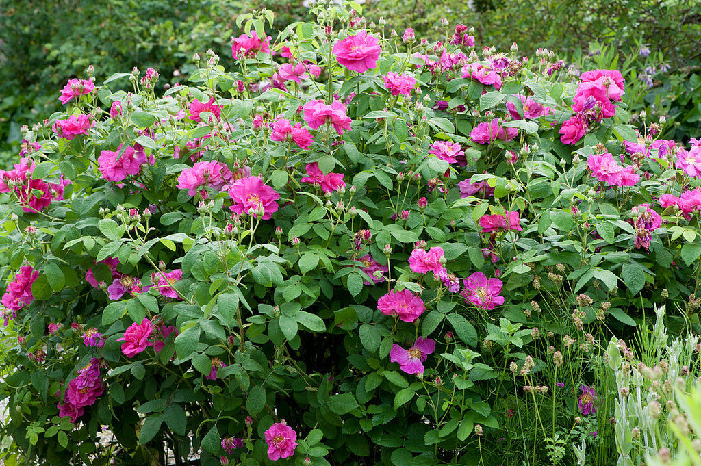 Rose (Hips)