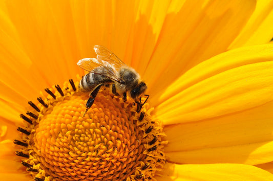 Save the Bees!