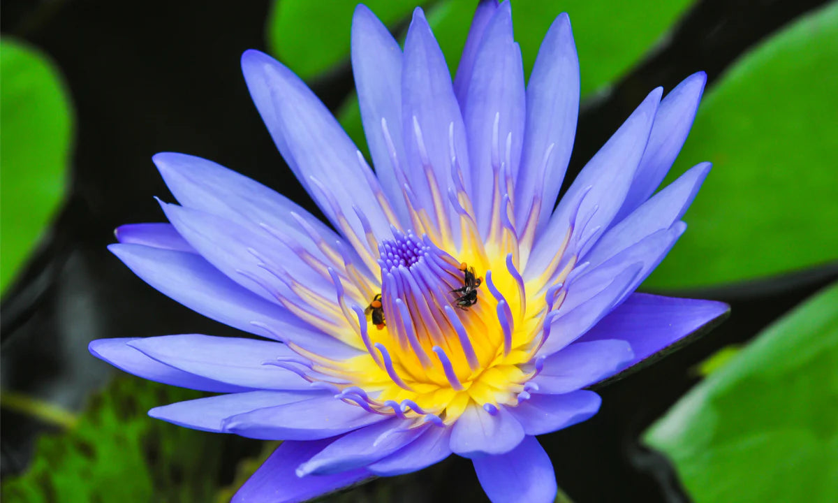 Blue Lotus (petals)