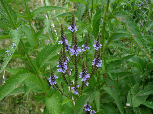 Blue Vervain