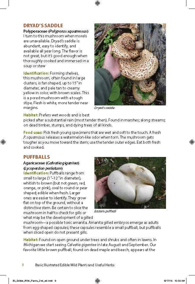 Edible Wild Plants & Useful Herbs