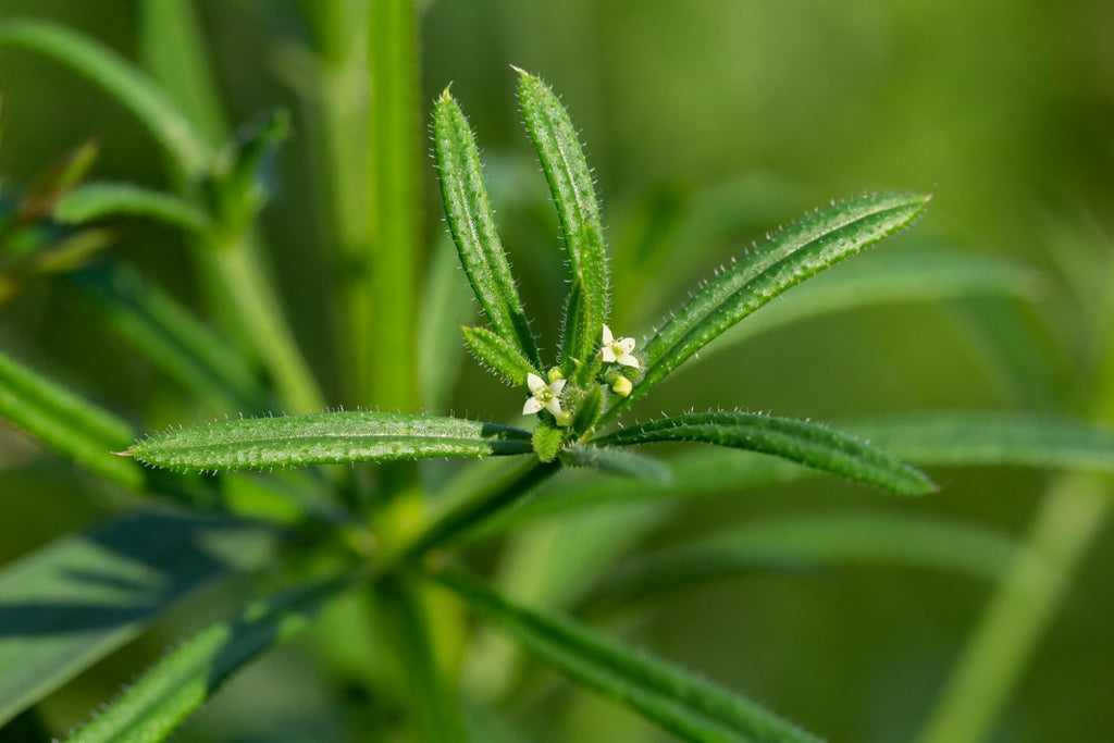 Cleavers