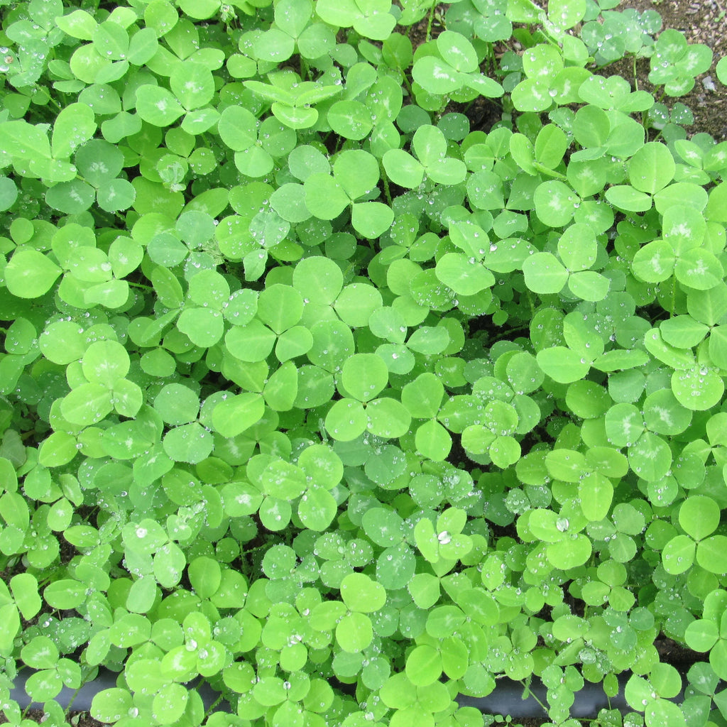 Red Clover (Leaf)