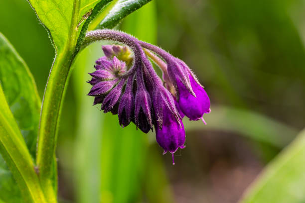 Comfrey (Root)