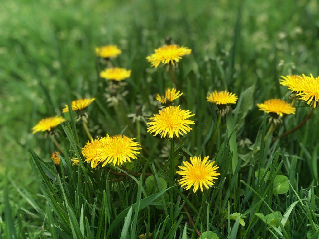 Dandelion (Leaf)