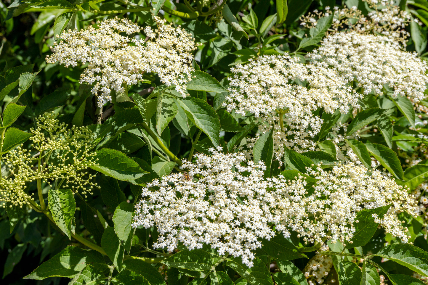 Elder (Flower)