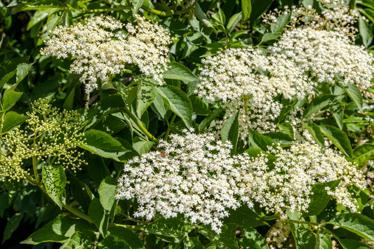 Elder (Flower)
