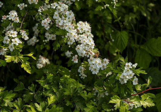 Hawthorn