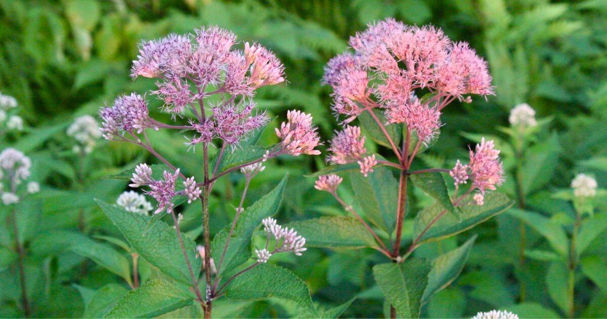 Joe Pye Weed (Root)
