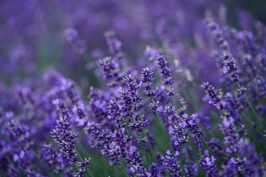 Lavender (Buds)