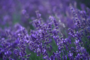 Lavender (Buds)