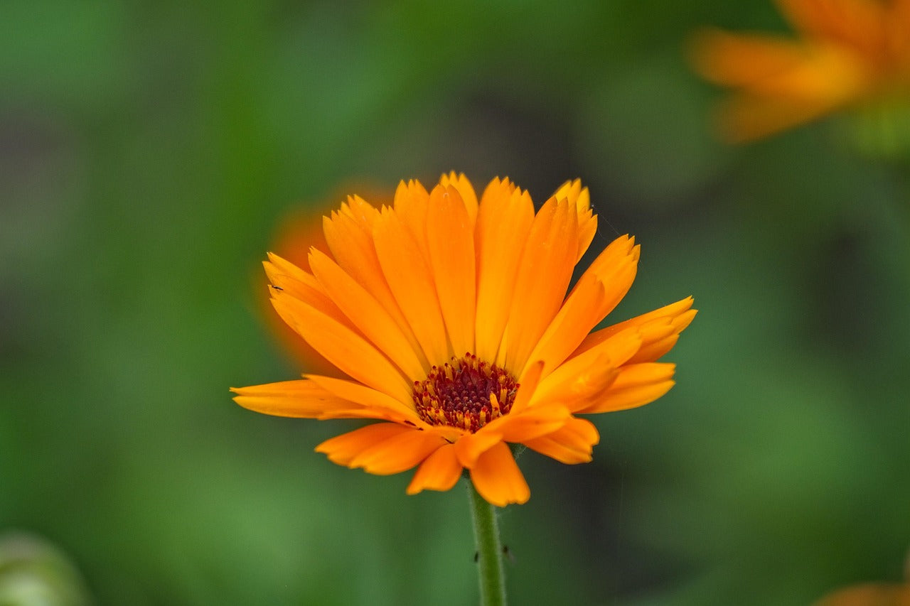 Calendula