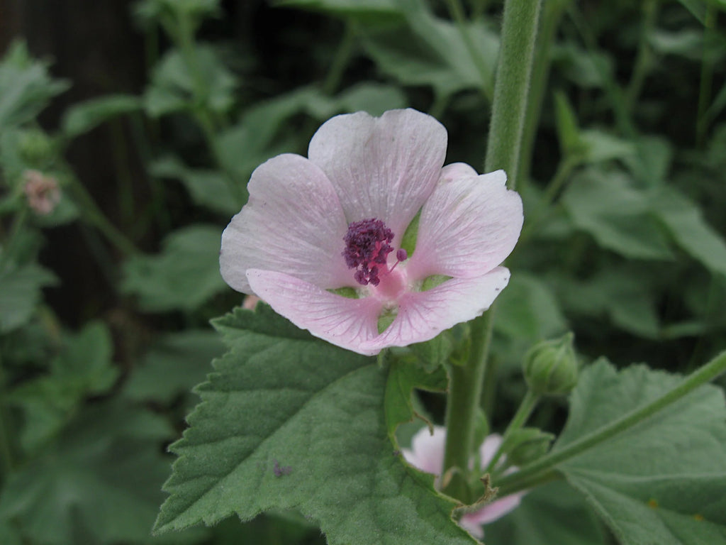 Marsh Mallow (Leaf)