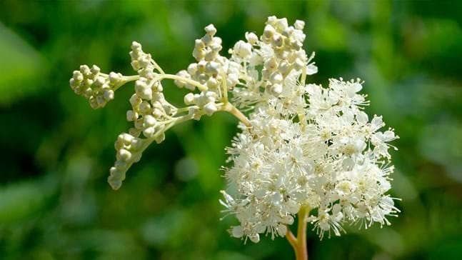 Meadowsweet