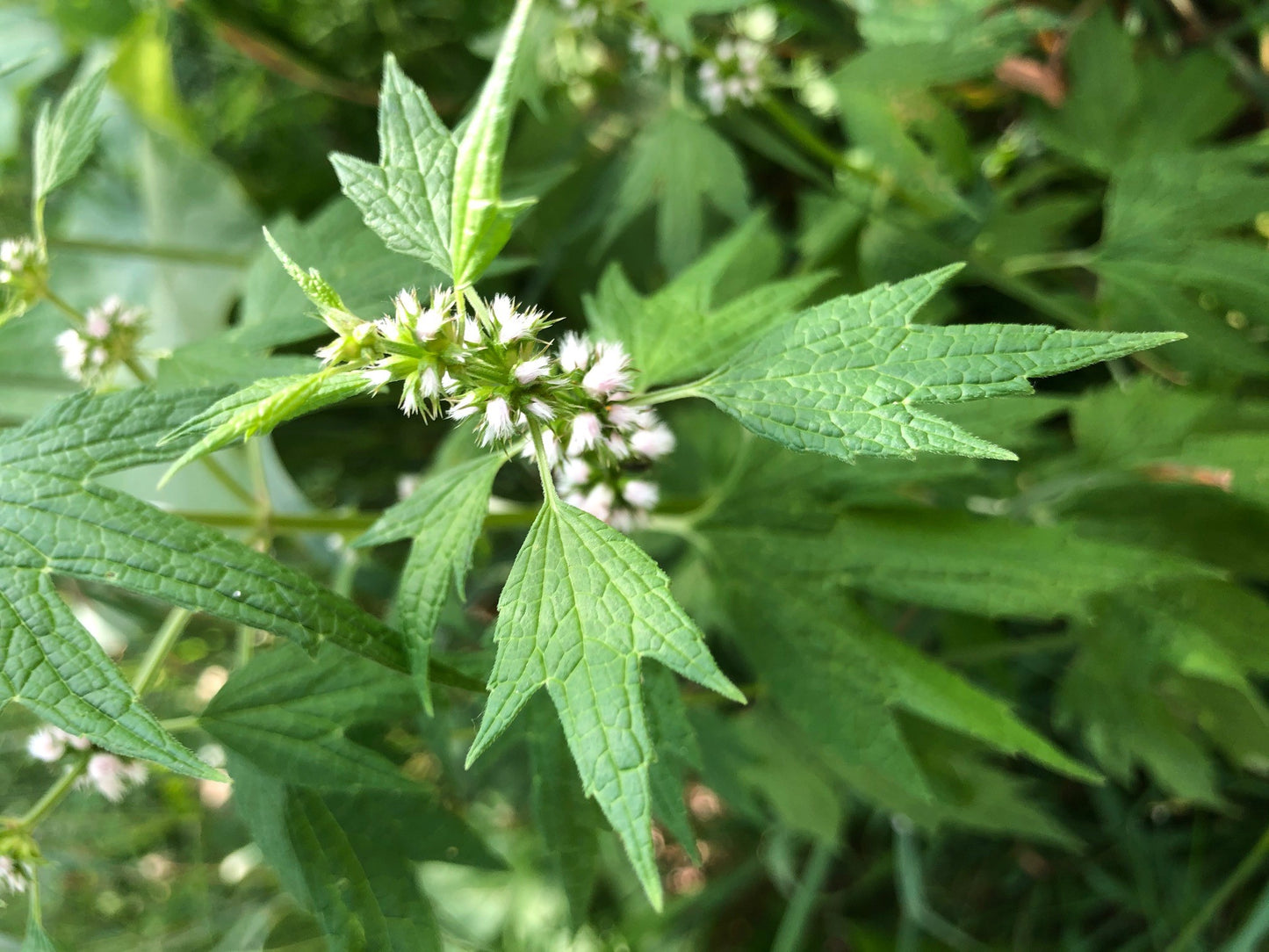 Motherwort