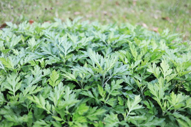 Mugwort