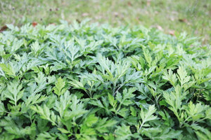 Mugwort