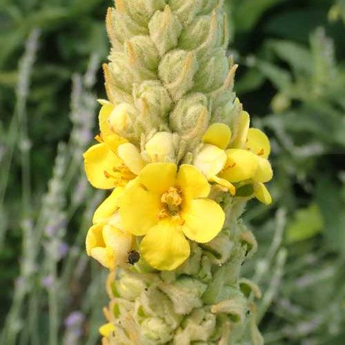 Mullein (Flower)