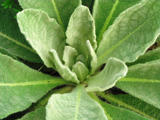 Mullein (Leaf)