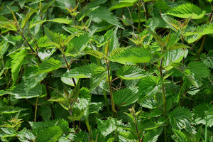 Nettle
