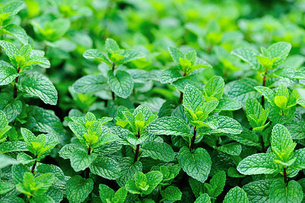 Peppermint