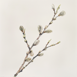 Spring Trees Notecards