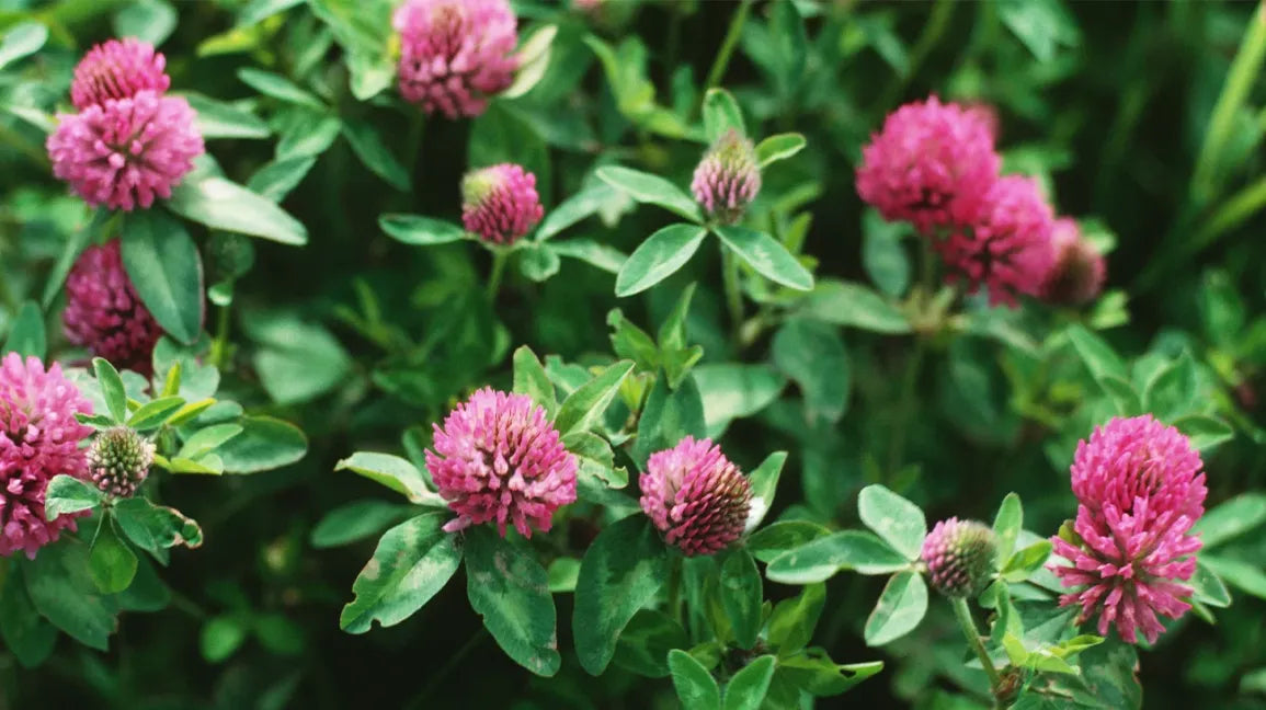 Red Clover (Flower)