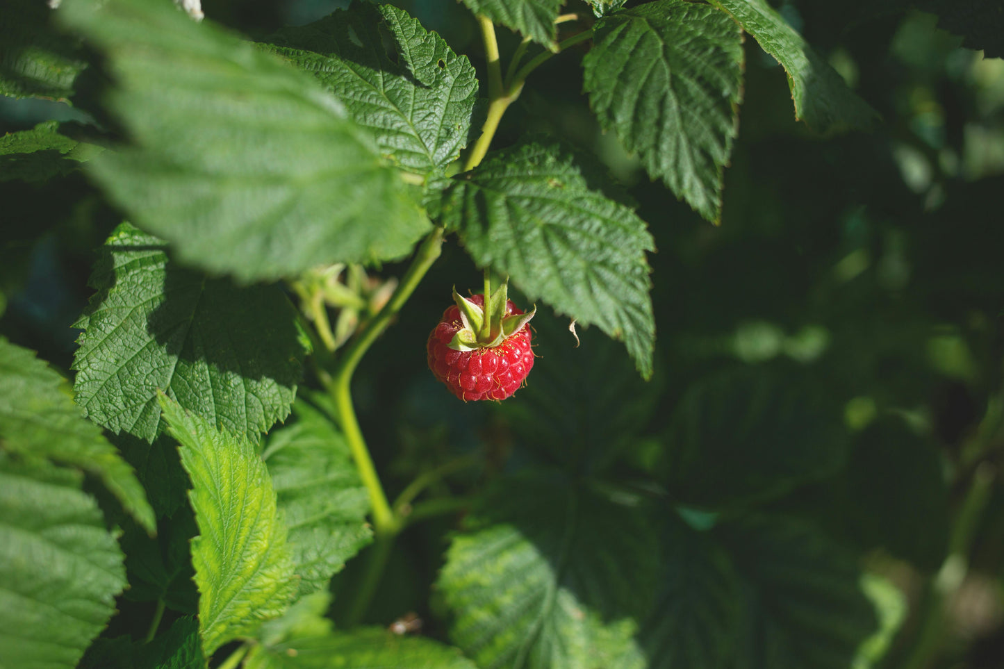 Raspberry (Leaf)
