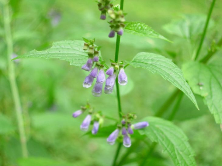 Skullcap