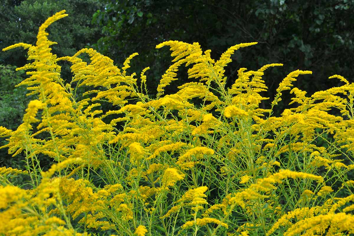 Solidago