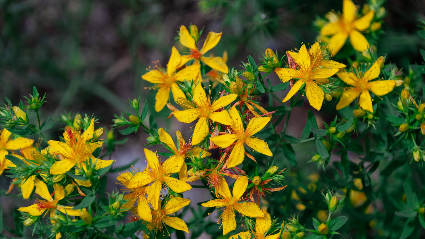 St. John's Wort