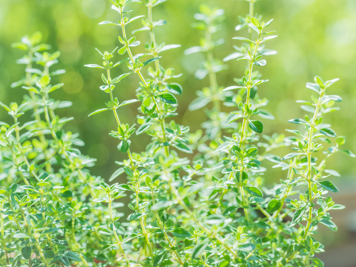 Thyme 1 oz.