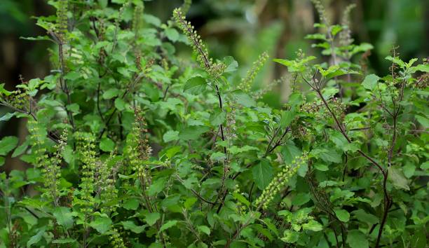 Tulsi